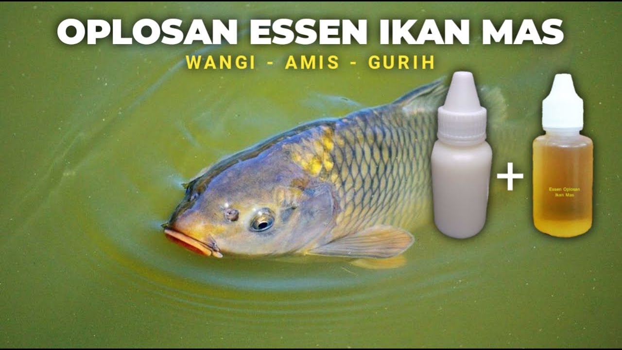 Cara Membuat Essen Ikan Mas Terbaik yang Terbukti Ampuh