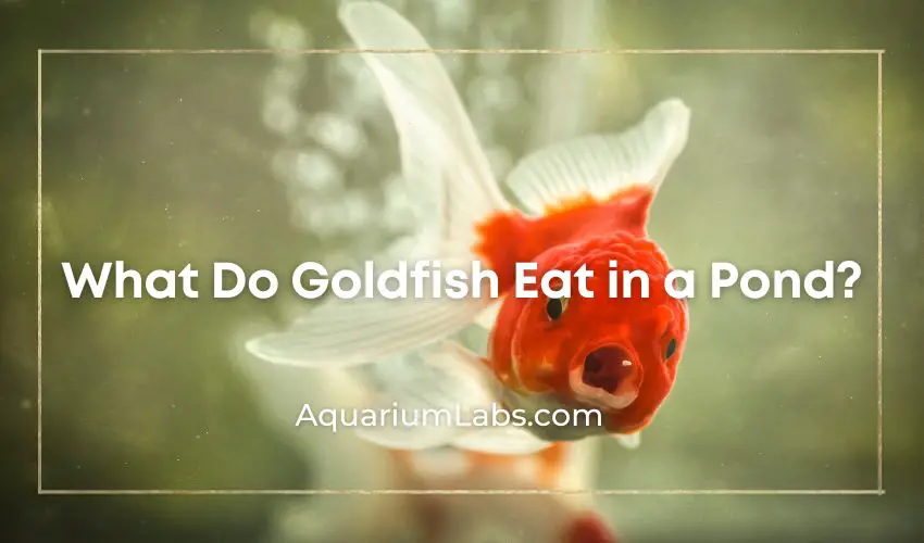 Food goldfish