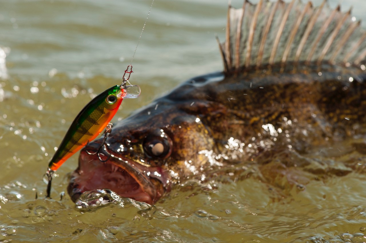 Lure hooks goldfish