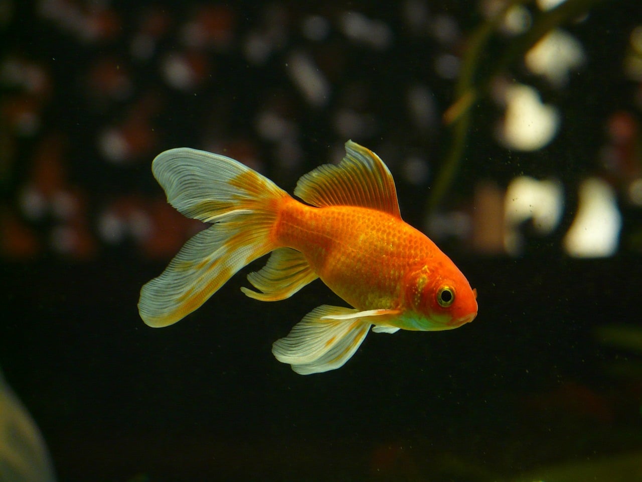 Goldfish aquarium fish beginners freshwater common clean orange kiss crew aquariums plants use water nibble tend everything if stock easy