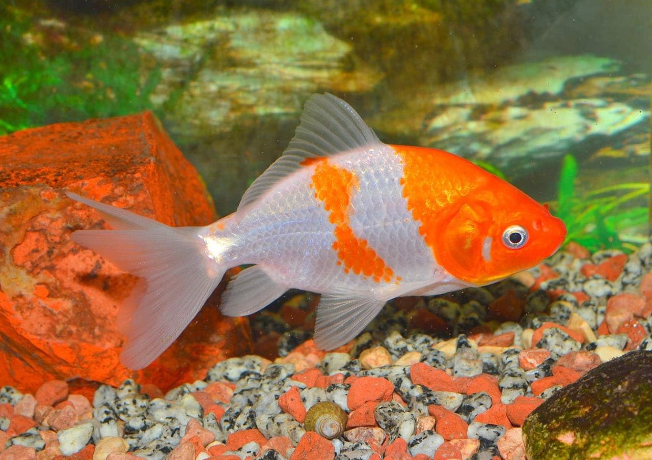 Goldfish types species fish pond guide fantail choose board eye koi bubble