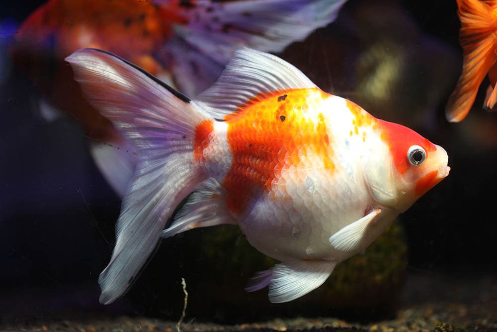 Goldfish female eggs types do fins spawning habitats fishes acquire rounded hand other