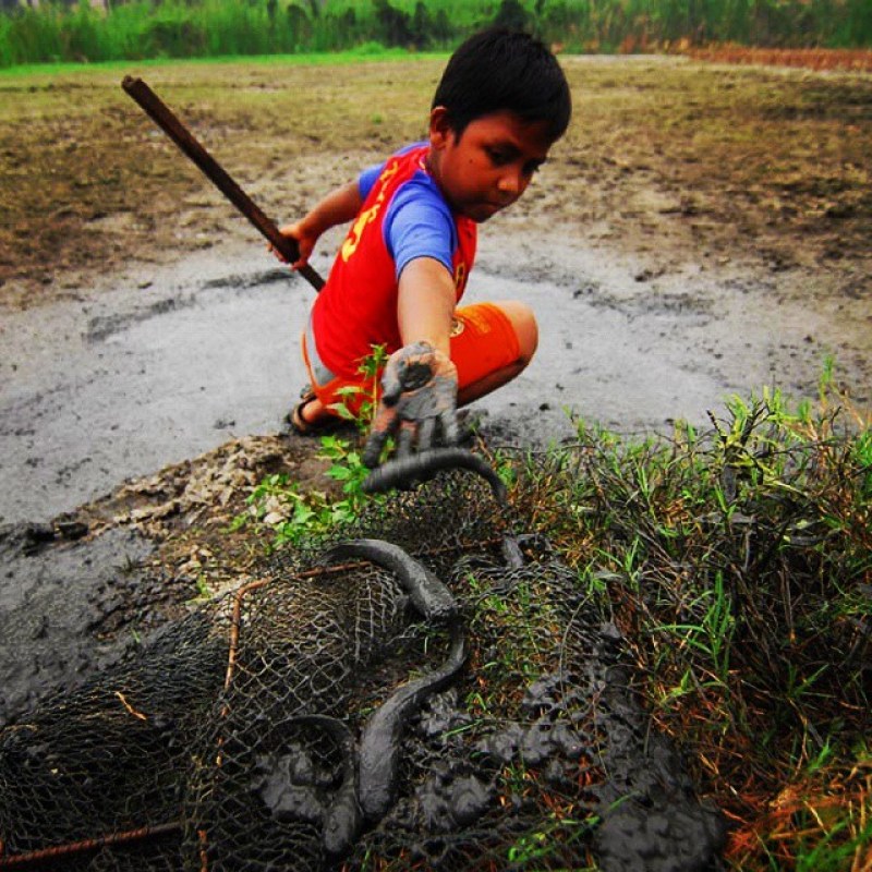 Essen mancing ikan mujair yang paling disukai