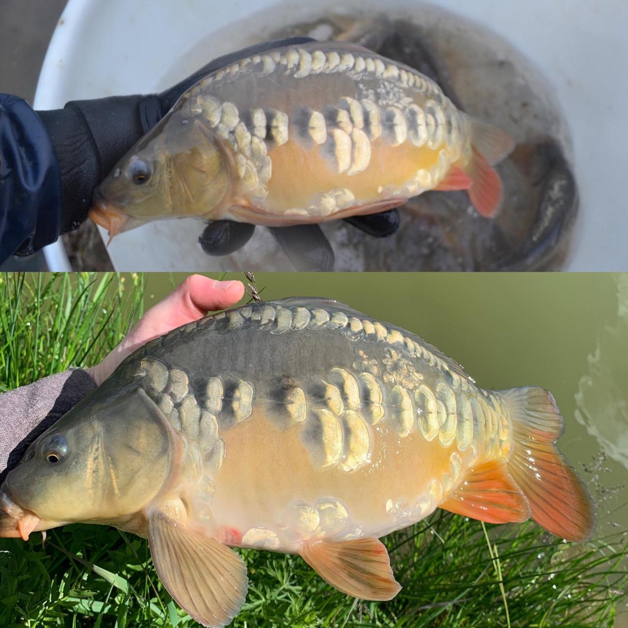 Carp biomass common estimating adult australian pests occupy rivers wetlands coast east where they over large