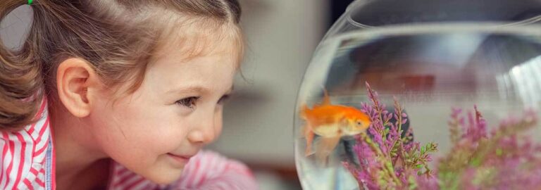 Goldfish goldy sera petco