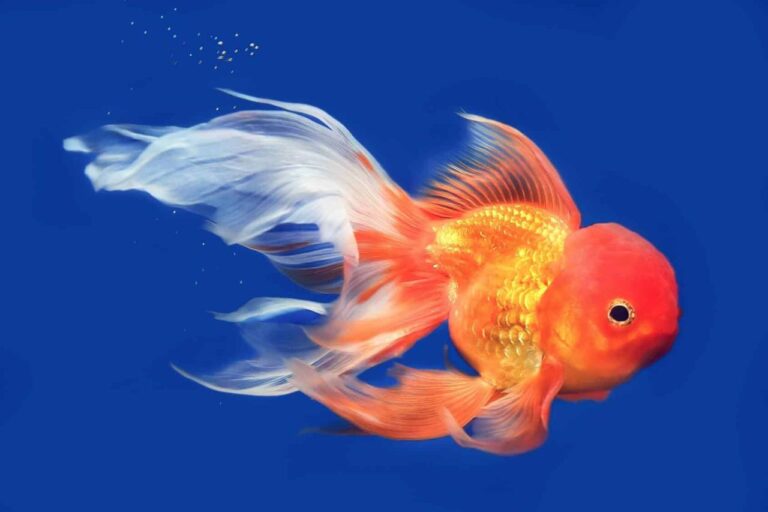 Goldfish types lionhead tail fancy beautiful single colorful animal