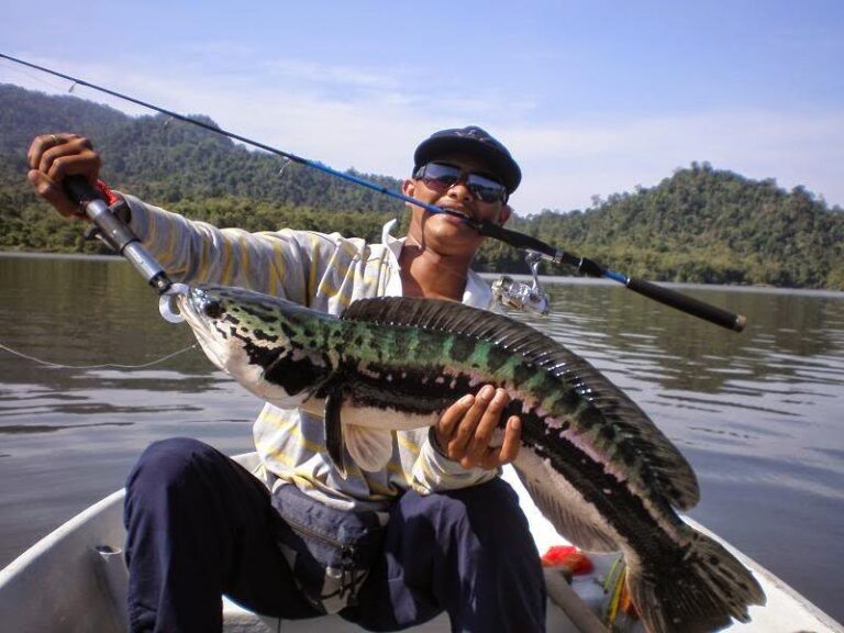 Cara membuat essen mancing ikan gabus yang jitu