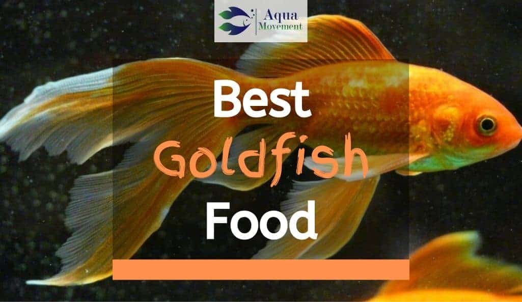 Food goldfish