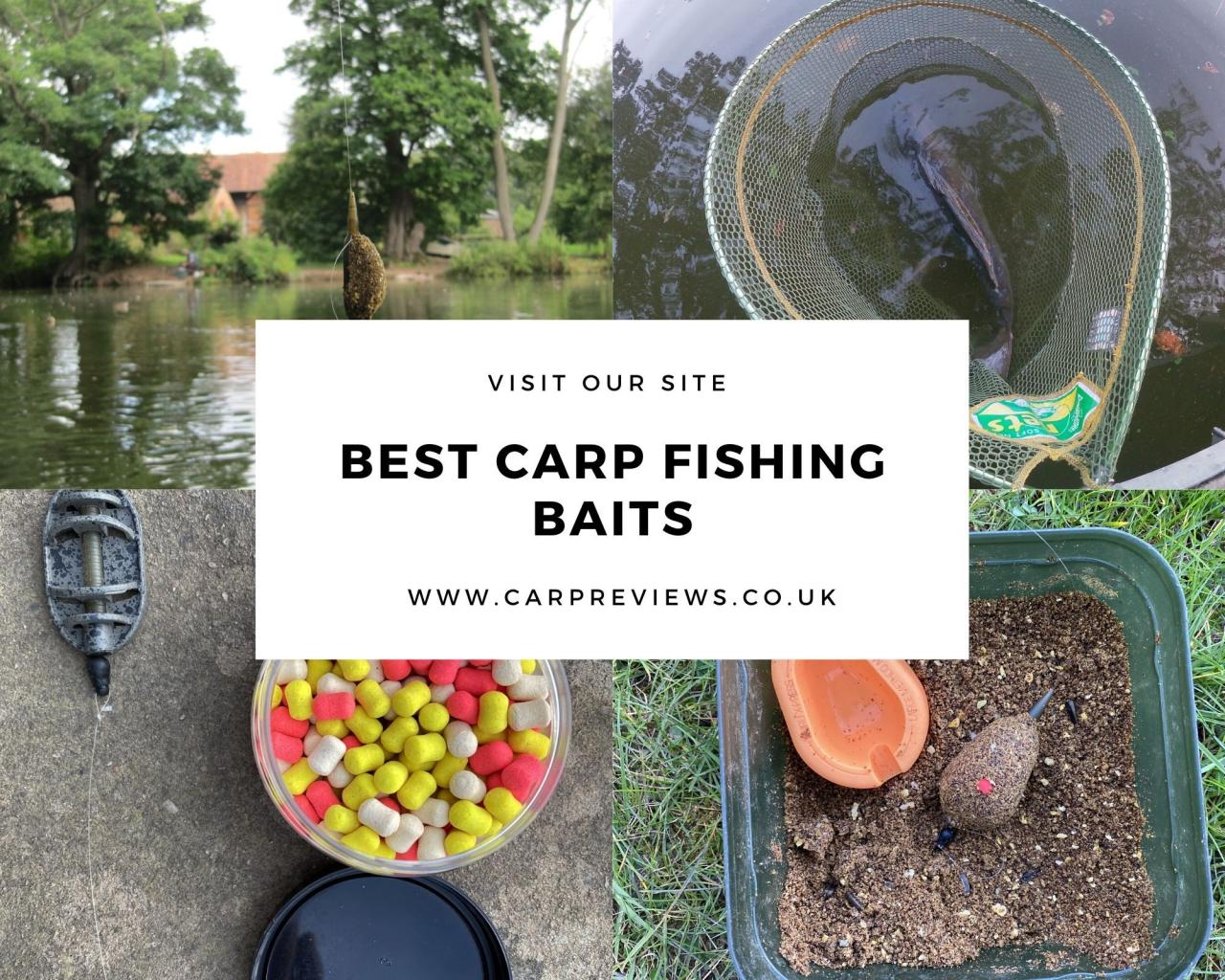 Carp bait baits