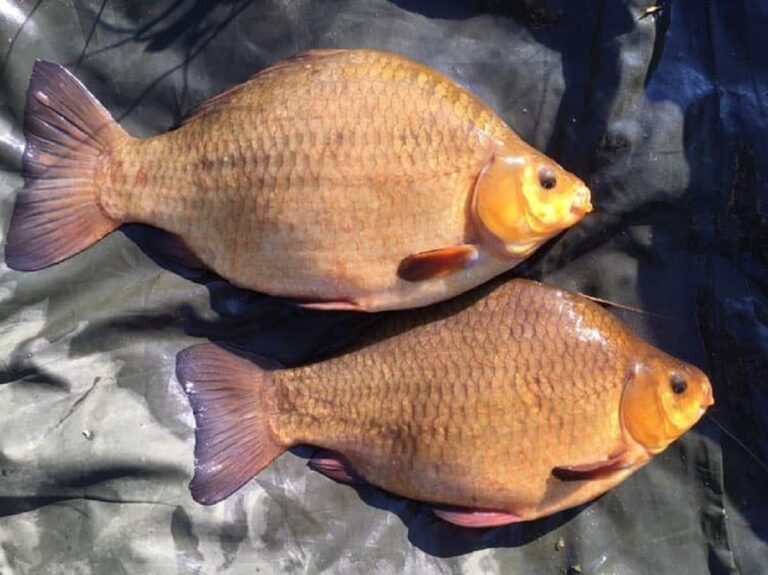 Crucian carp fishing strikeandcatch