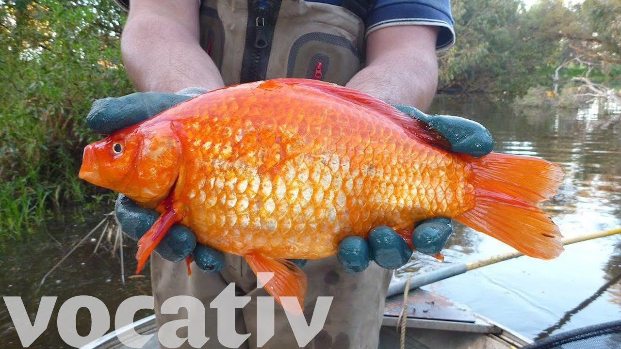 Goldfish giant fish wild toronto alberta pet grow released caught lakes authority conservation invading exceptional thompson tommy waterways former park