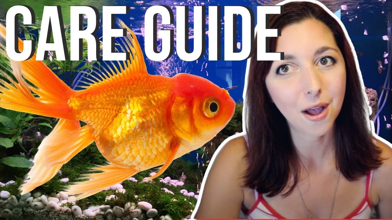 Goldfish arten soorten goudvissen awesome goldfisch geweldige gids buildyouraquarium