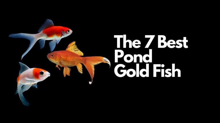 Fish water clear group pond goldfish tench golden clean gold koi velda types green common small aquatic