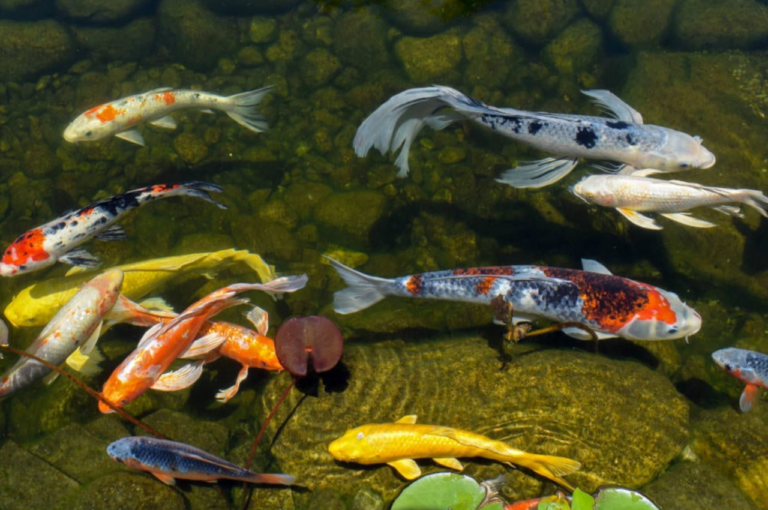 Essen mancing ikan mas untuk kolam galatama